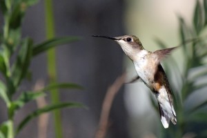 hummingbird-371308_1920